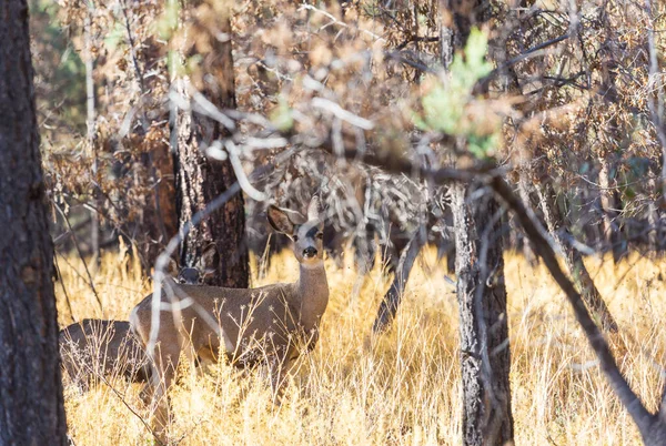 Herten Het Prachtige Herfstbos Plaats Delict Voor Wilde Dieren — Stockfoto