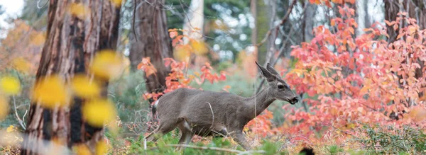 Adorable Deer Autumn Forest — стоковое фото