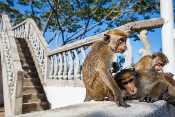 Macacos Sri Lanka — Fotografia de Stock