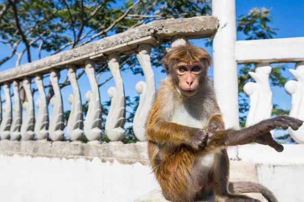Anuradhapura Sri Lanka Maymun — Stok fotoğraf