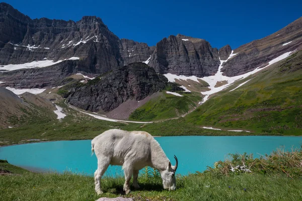 Cabra Montanha Selvagem Montanhas Cascata — Fotografia de Stock