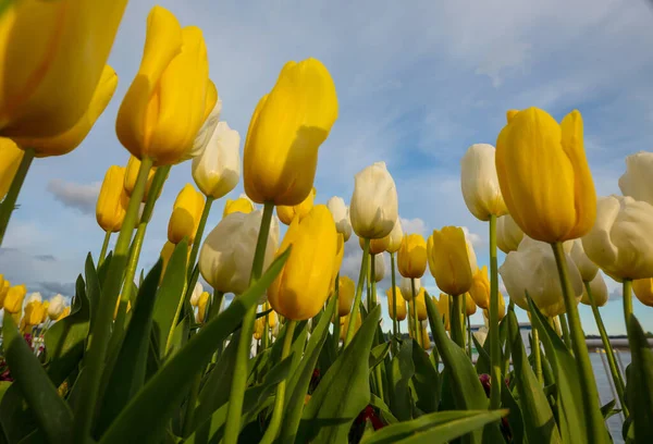 Jarní Květinové Pole Krásný Jarní Pozadí Tulipány Jarní Zahradě Zemědělství — Stock fotografie