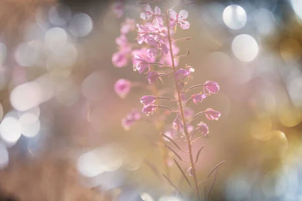 Belles Fleurs Sauvages Sur Une Prairie Verte Saison Estivale Contexte — Photo