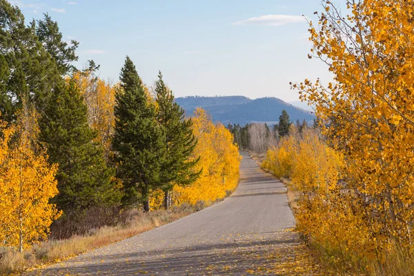 森の中の田舎道のカラフルな秋のシーン — ストック写真