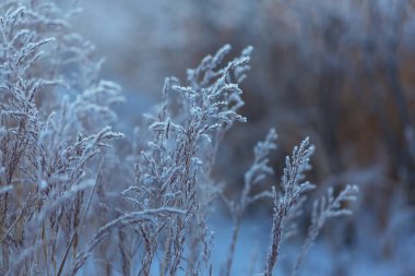 Donmuş sonbahar çayırı kapanıyor. Kış arkaplanı.