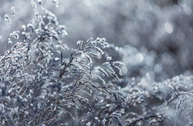 Donmuş sonbahar çayırı kapanıyor. Kış arkaplanı.