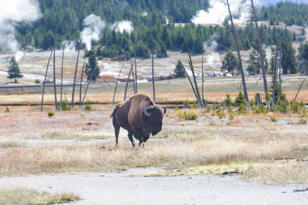 Yellowstone Ulusal Parkı Ndaki Vahşi Bizon Abd — Stok fotoğraf