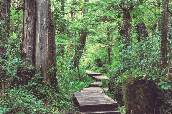 Pathway Het Sequoia Bos — Stockfoto