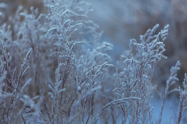 凍結晩秋の牧草地を閉じます 冬の背景 — ストック写真