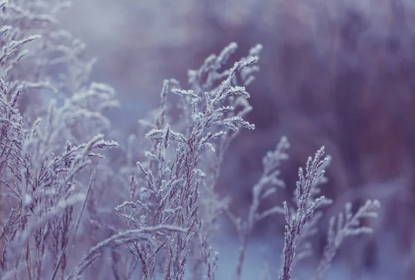 Donmuş Sonbahar Çayırı Kapanıyor Kış Arkaplanı — Stok fotoğraf
