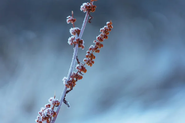 Gefrorene Spätherbstwiese Aus Nächster Nähe Winterlicher Hintergrund — Stockfoto