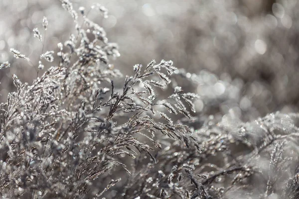 Bevroren Late Herfst Weide Close Winterachtergrond — Stockfoto