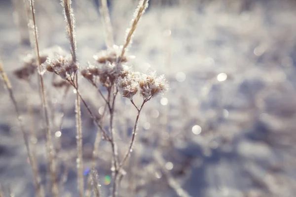 Bevroren Late Herfst Weide Close Winterachtergrond — Stockfoto