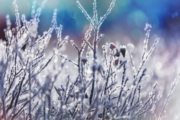 秋末结冰的草地已接近尾声 冬季背景 — 图库照片
