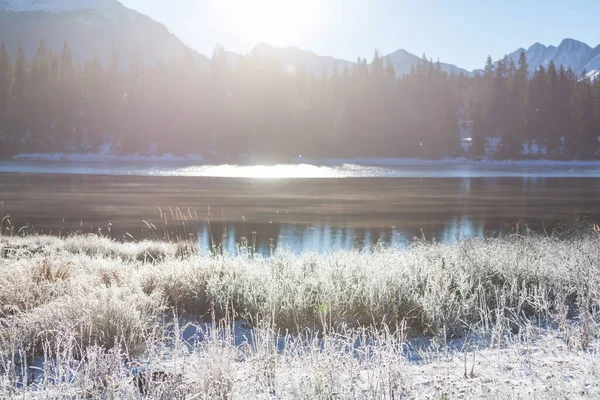 Gefrorene Spätherbstwiese Aus Nächster Nähe Winterlicher Hintergrund — Stockfoto