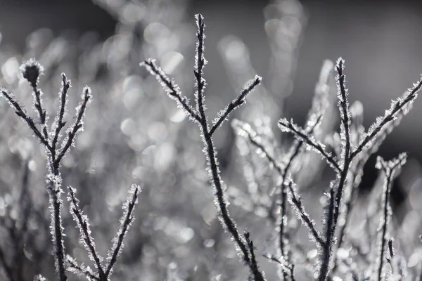 Prairie Congelée Fin Automne Fermer Fond Hiver — Photo