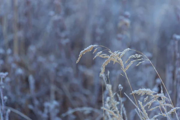 凍結晩秋の牧草地を閉じます 冬の背景 — ストック写真