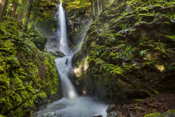 Vízesés Gyönyörű Zöld Erdőben — Stock Fotó