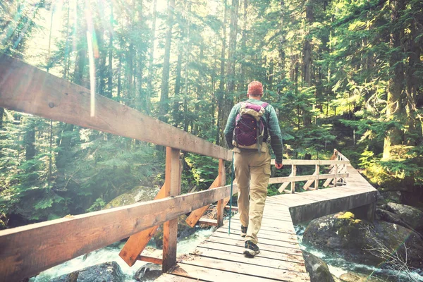 Escursionista Sul Ponte Nella Foresta Verde — Foto Stock