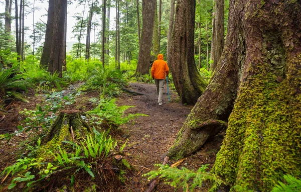 Mann Wandert Bucht Den Weg Wald Natur Freizeit Wanderung Freien — Stockfoto