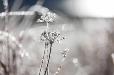 Donmuş sonbahar çayırı kapanıyor. Kış arkaplanı.