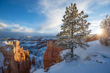 Kış mevsiminde Bryce Canyon Ulusal Parkı 'nın renkli pembe kayaları Utah, ABD