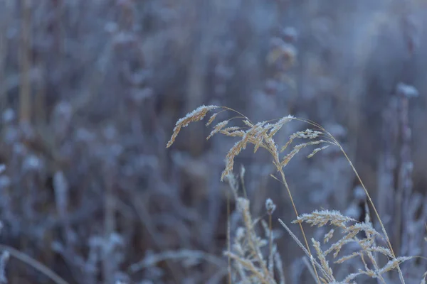 Frozen Late Autumn Meadow Close Winter Background — Stock Photo, Image