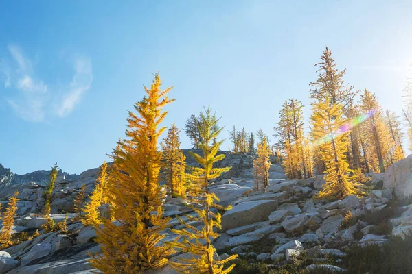 Beautiful Golden Larches Mountains Fall Season — Stock Photo, Image