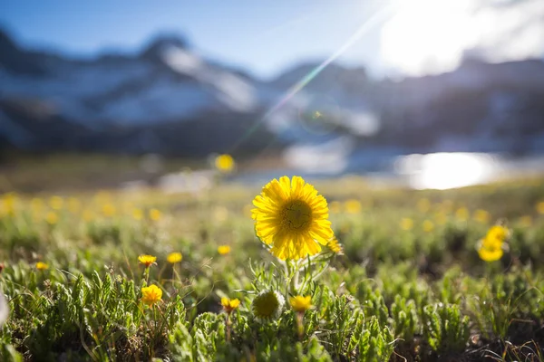 Vackra Vilda Blommor Grön Äng Sommarsäsongen Naturlig Bakgrund — Stockfoto