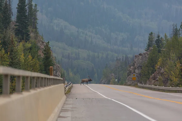 Mountain Bull Elk Colorado Usa — Stockfoto