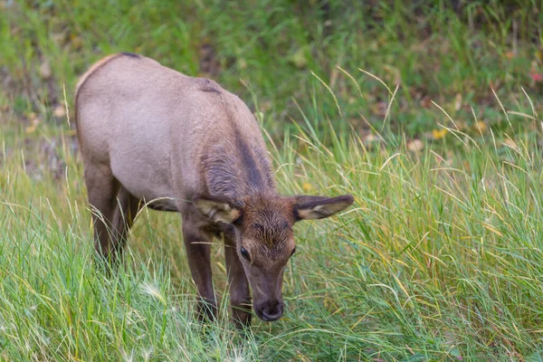 Mountain Bull Elk Colorado Usa — Stok fotoğraf