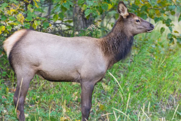 Mountain Bull Elk Colorado Usa — Stockfoto
