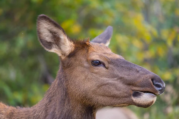 Mountain Bull Elk Colorado Usa — Stok Foto
