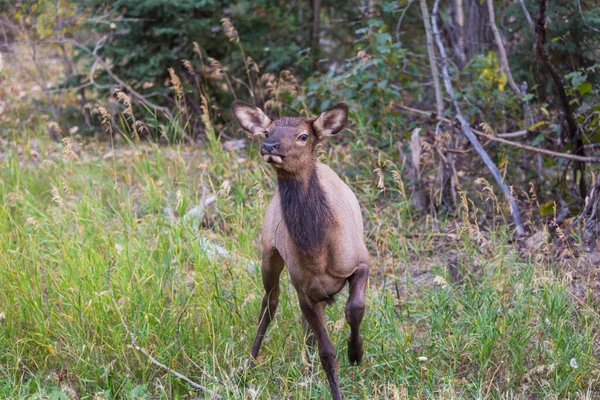Mountain Bull Elk Colorado Usa — 图库照片