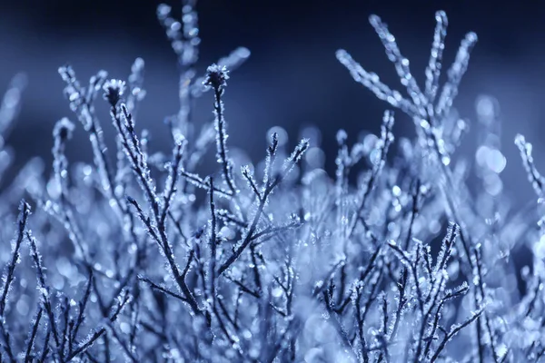 Donmuş Sonbahar Çayırı Kapanıyor Kış Arkaplanı — Stok fotoğraf