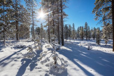 Kış mevsiminde karla kaplı orman manzarası. Noel arkaplanı için iyi.