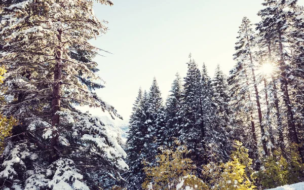 Scenic Snow Covered Forest Winter Season Good Christmas Background — Stock Photo, Image