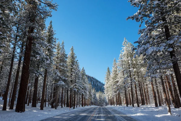 冬の農村道路 美しい冬の森 — ストック写真