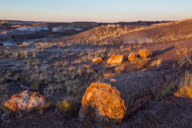 Taş Ormanı Ulusal Parkı, arizona.