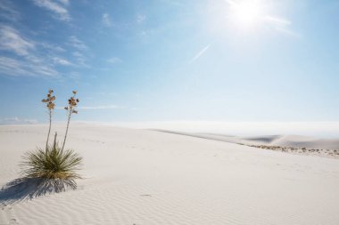 New Mexico, ABD 'deki White Sands Kumulları' ndaki alışılmadık doğal manzaralar.