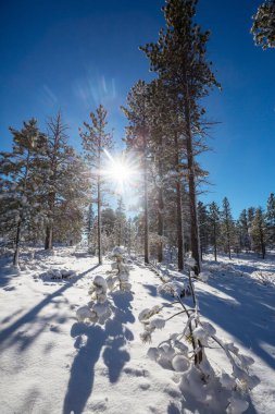 Kış mevsiminde karla kaplı orman manzarası. Noel arkaplanı için iyi.