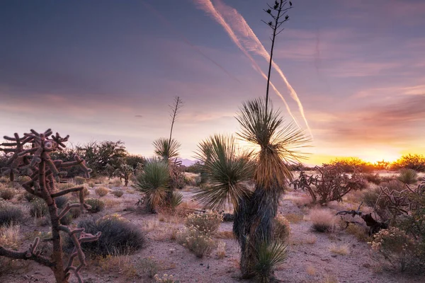 Big Saguaro Kaktus Ett Berg Arizona Usa — Stockfoto