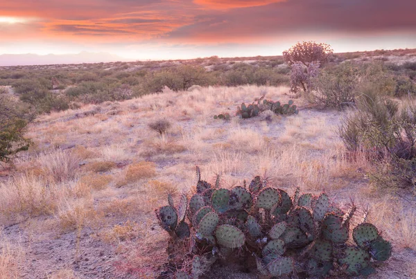 Velký Kaktus Saguaro Horách Arizona Usa — Stock fotografie