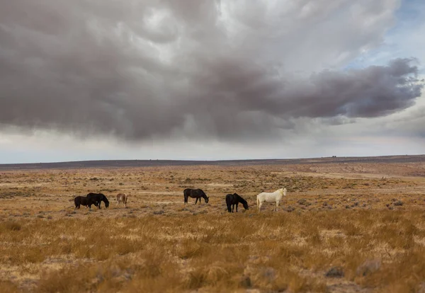 Chevaux Sauvages Dans Prairie Américaine — Photo