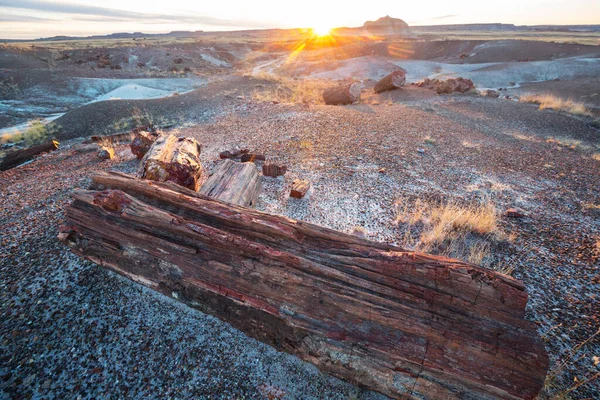 アリゾナ州化石の森国立公園 — ストック写真