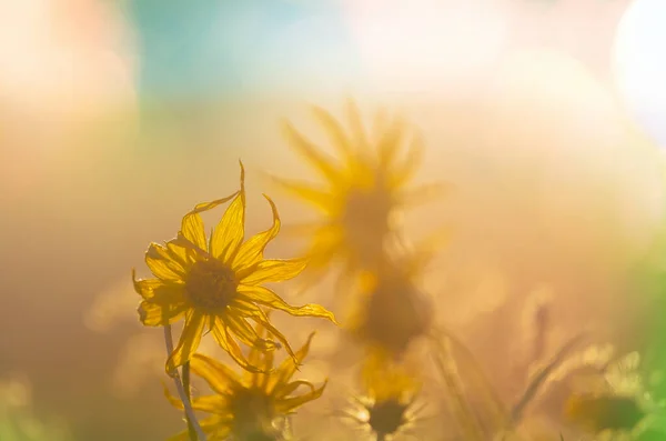 Полевые Цветы Зеленом Подворье Летний Сезон Естественный Фон — стоковое фото