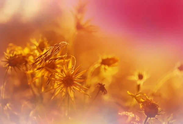 Schöne Wildblumen Auf Einer Grünen Wiese Sommer Natürlicher Hintergrund — Stockfoto