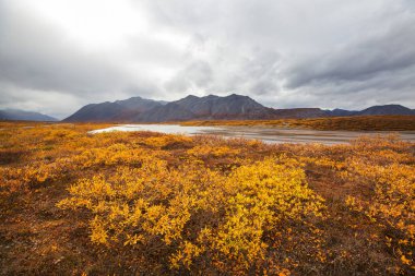 Tundra landscapes above Arctic circle in autumn season. Beautiful natural background.