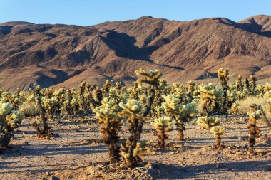 Arizona, ABD 'deki bir dağdaki kaktüs tarlası.