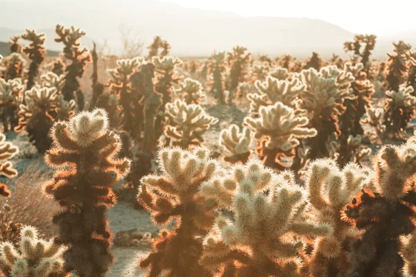 Big Saguaro Kaktusz Hegyekben Arizona Usa — Stock Fotó